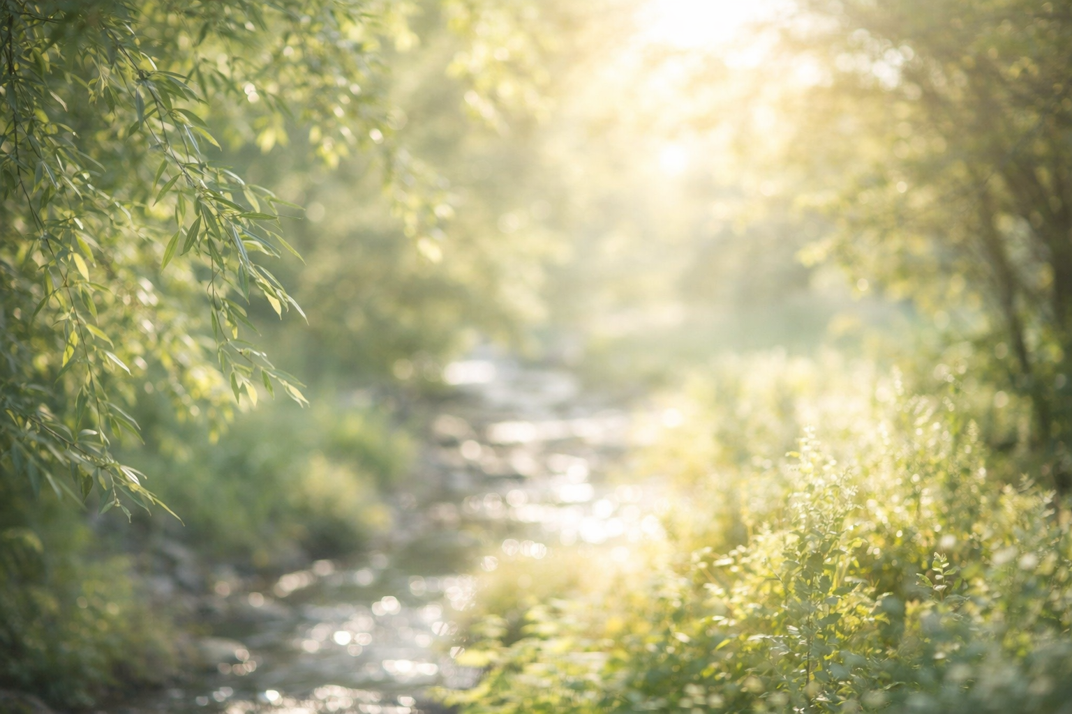 Sunset light over willows and a gentle stream